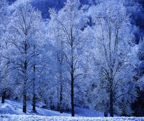 image003