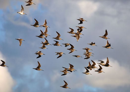 birds2